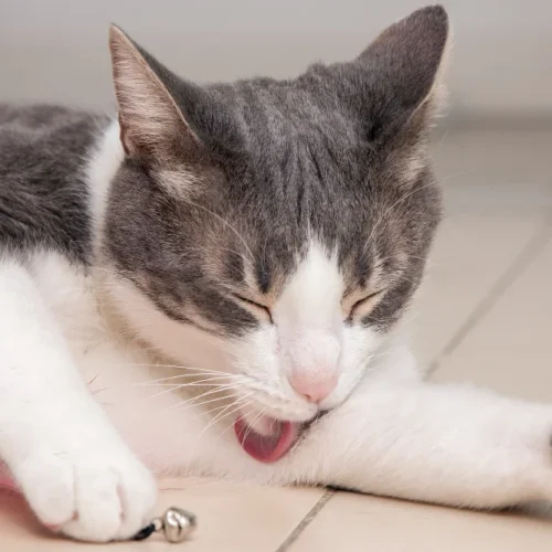 Why Does My Cat Lick Me? The Real Reasons Behind This Curious Behaviour